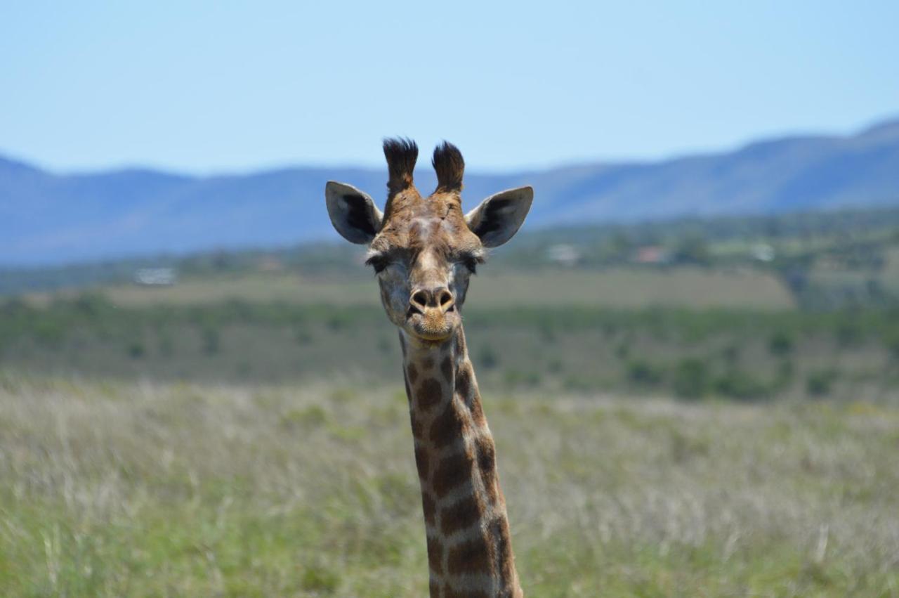 The Ranch House At African Safari Lodge Grahamstown Exterior photo